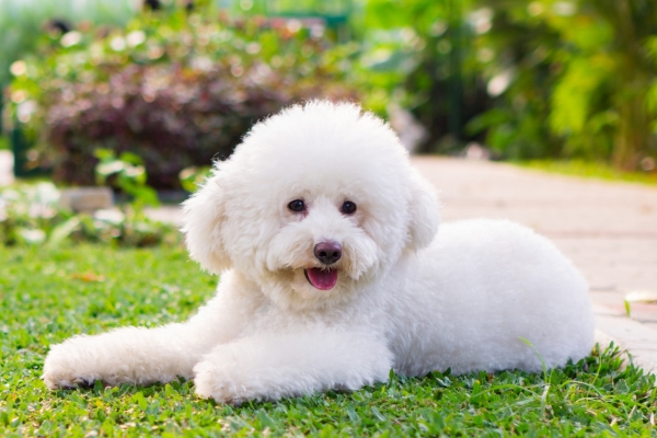 small white fluffy dog toy poodle.