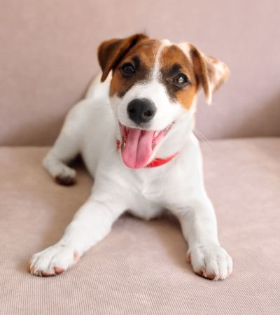 tri colored dog jack russell terrier.