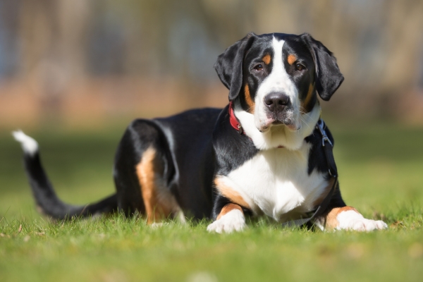 tri colored greater swiss mountain dog.