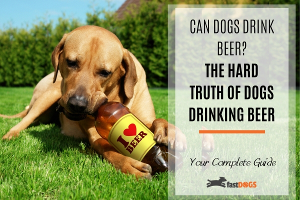 can dogs drink beer.