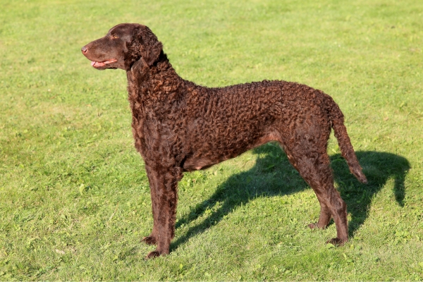 large curly-coated retriever.