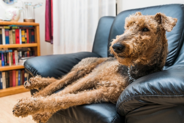 large curly haired dog airedale terrier.