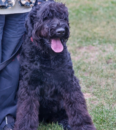 large curly haired dog black russian terrier.