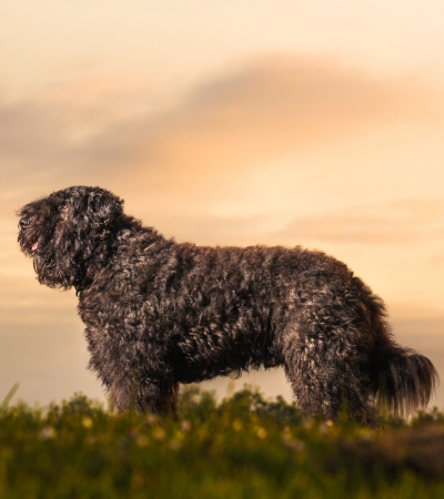 large curly haired dog bouvier des flandres.