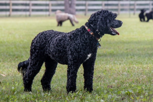 large curly haired portuguese water dog.
