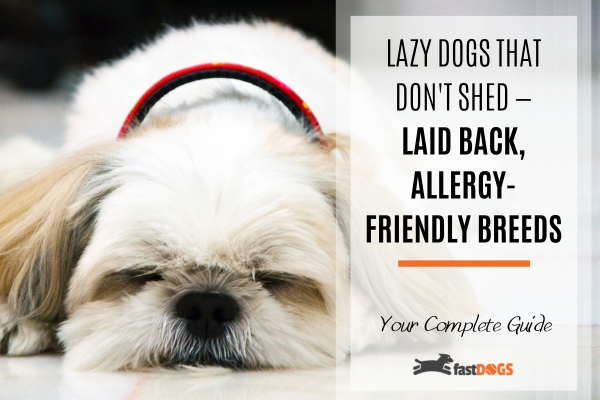 lazy dog breeds that dont shed.