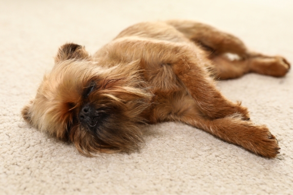 lazy hypoallergenic dog breed brussels griffon.