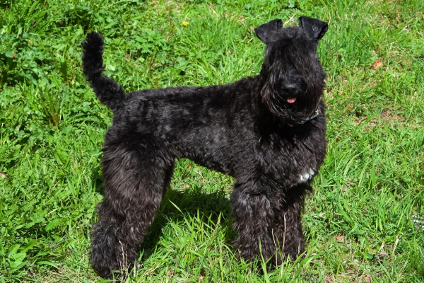non shedding family dog kerry blue terrier.
