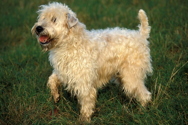 allergy friendly dog soft-coated wheaten terrier.