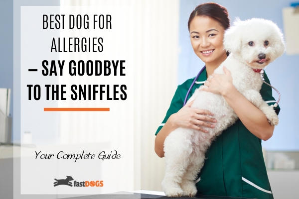 best dog for allergies.