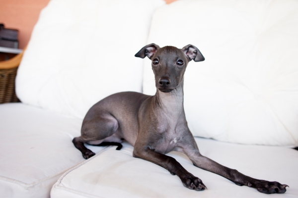 best non shedding dogs for kids italian greyhound.