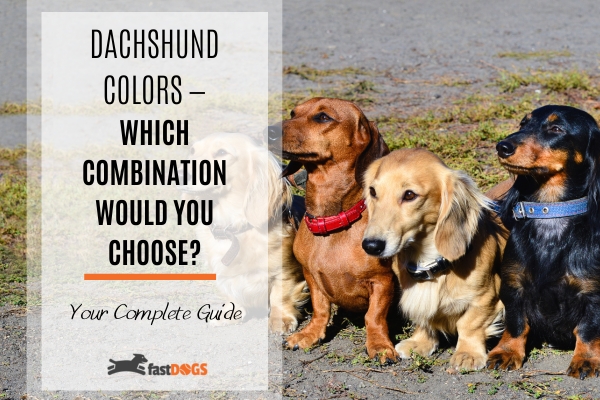 dachshund colors.