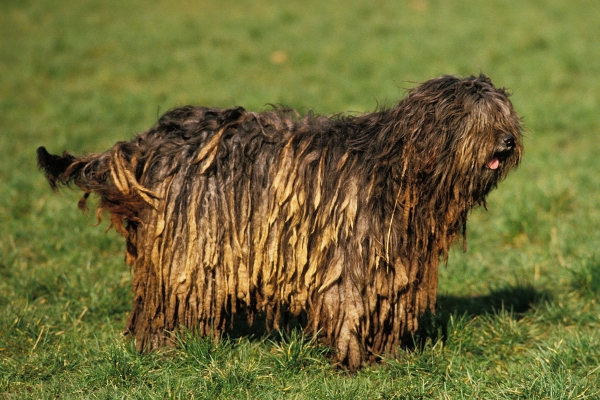 low maintenance dog for first time owners bergamasco sheepdog.