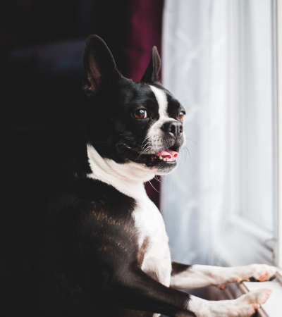 low maintenance dog for first time owners boston terrier.