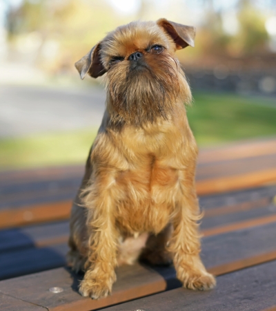 low maintenance dog for first time owners brussels griffon.