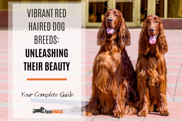 red haired dog breeds.