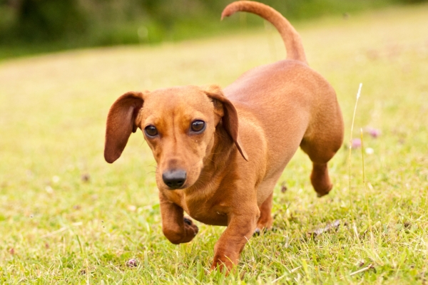 red haired dog miniature dachshund.
