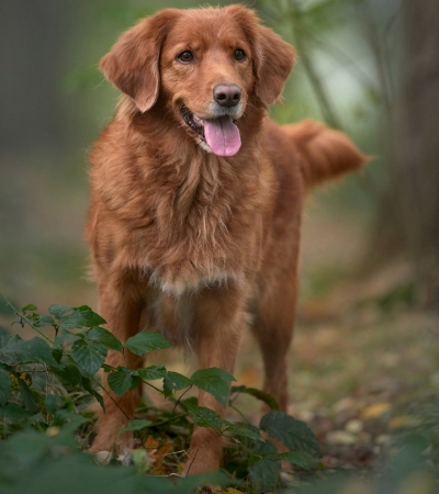 red haired dog nova scotia duck tolling retriever.