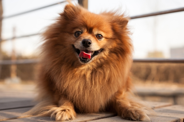 red haired dog pomeranian.