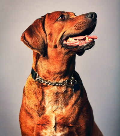 red haired dog redbone coonhound.