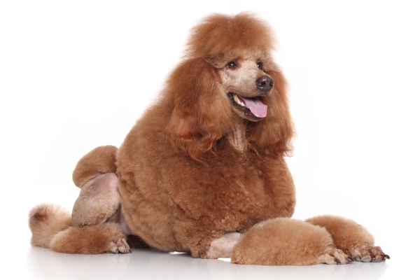 red haired dog standard poodle.
