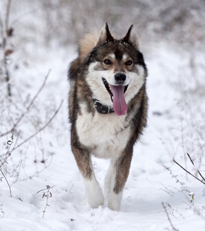 Best Medium Dog for Active Families siberian husky.