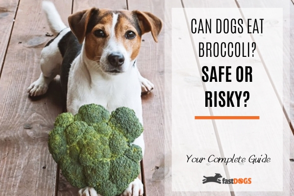Can Dogs Eat Broccoli.