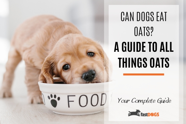 Can Dogs Eat Oats.