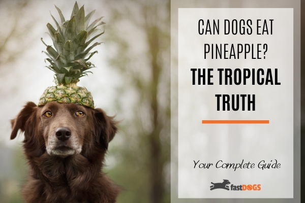 Can Dogs Eat Pineapple.