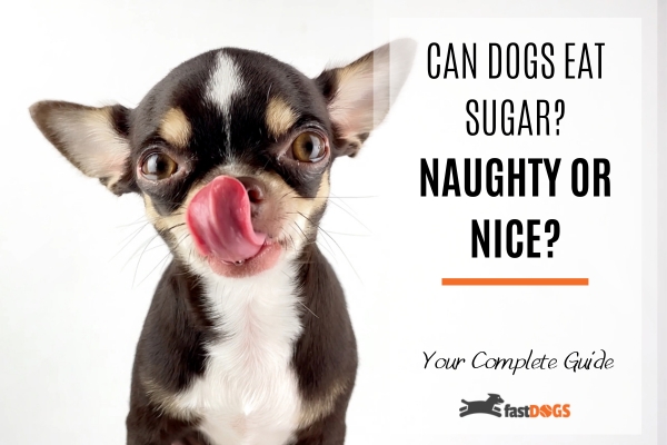 Can Dogs Eat Sugar.
