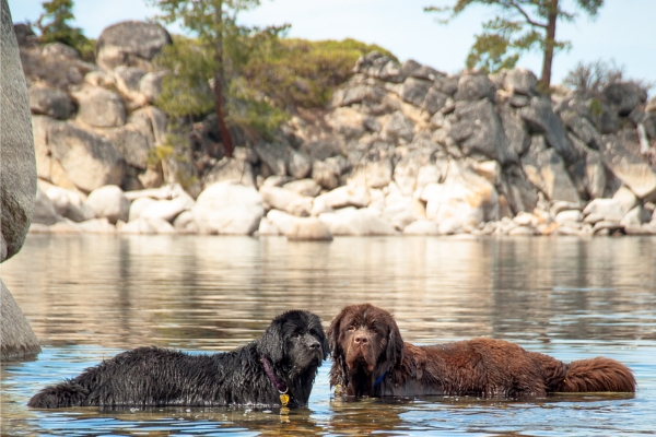 best dogs for water-loving families newfoundland.