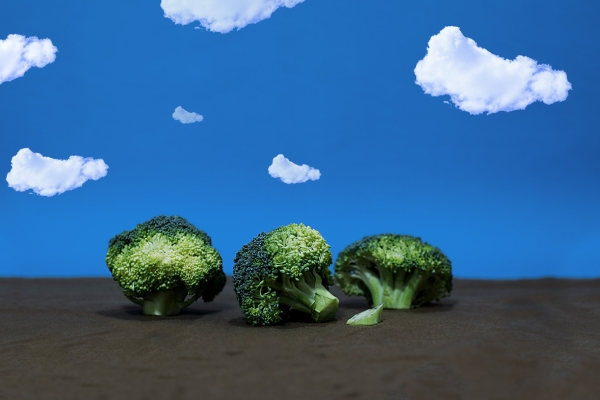 broccoli for dogs.