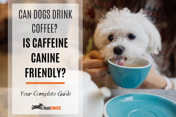 can dogs drink coffee.