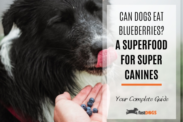 can dogs eat blueberries.