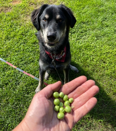 can dogs eat canned peas.