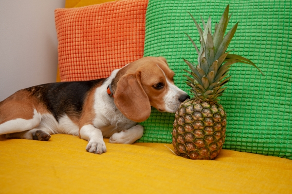 can dogs have pineapple.