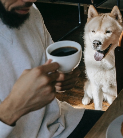 is coffee bad for dogs.