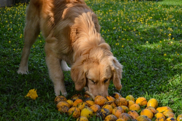 is mango bad for dogs.