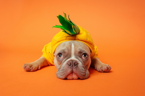 is pineapple safe for dogs.