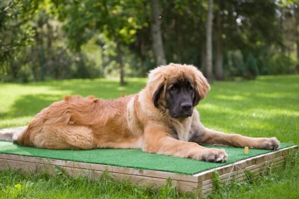 Big Lazy Dog Leonberger