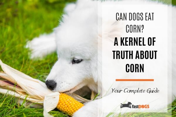 Can Dogs Eat Corn.