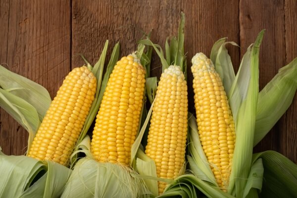 Is Corn Good for Dogs