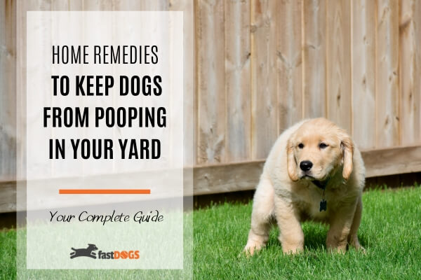 Keep Dogs From Pooping in Your Yard