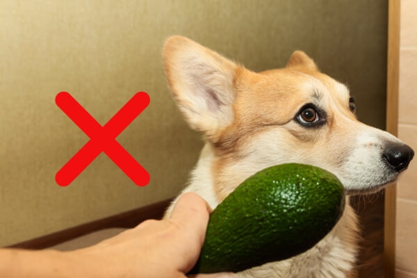 What Fruits Can Dogs Not Eat