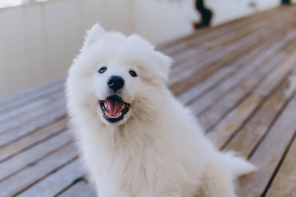 White fluffy dog
