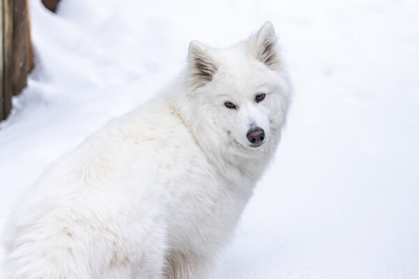 large white wolf-like dog