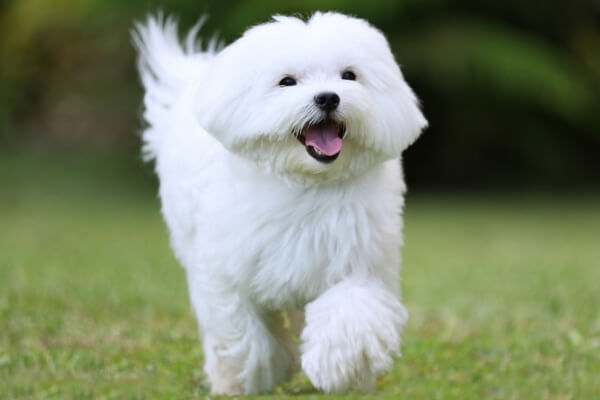 small white fluffy dog