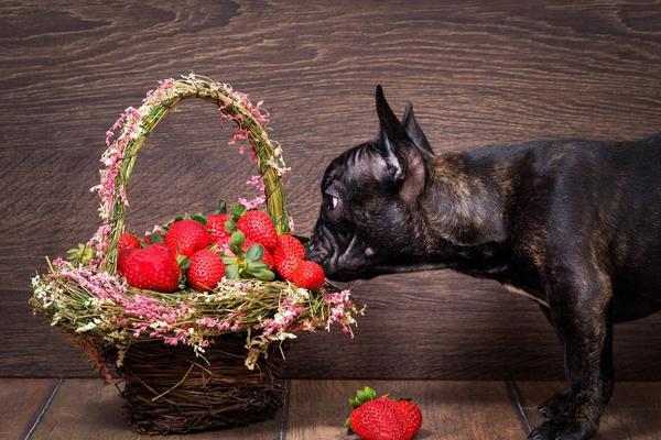 Can Dogs Eat Strawberries