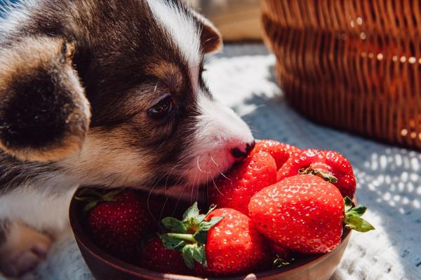 Can Puppies Eat Strawberries