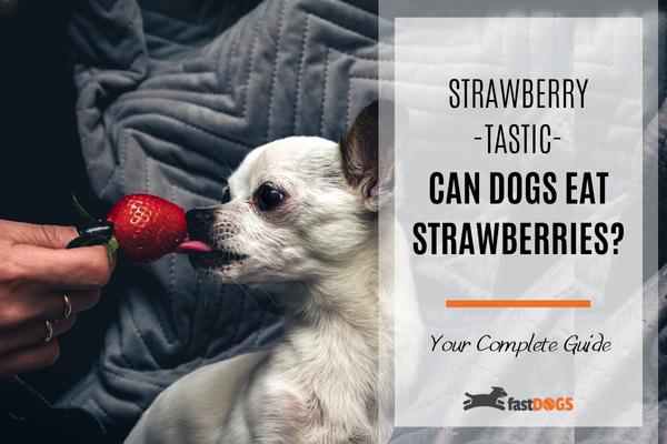 are strawberries good for dogs